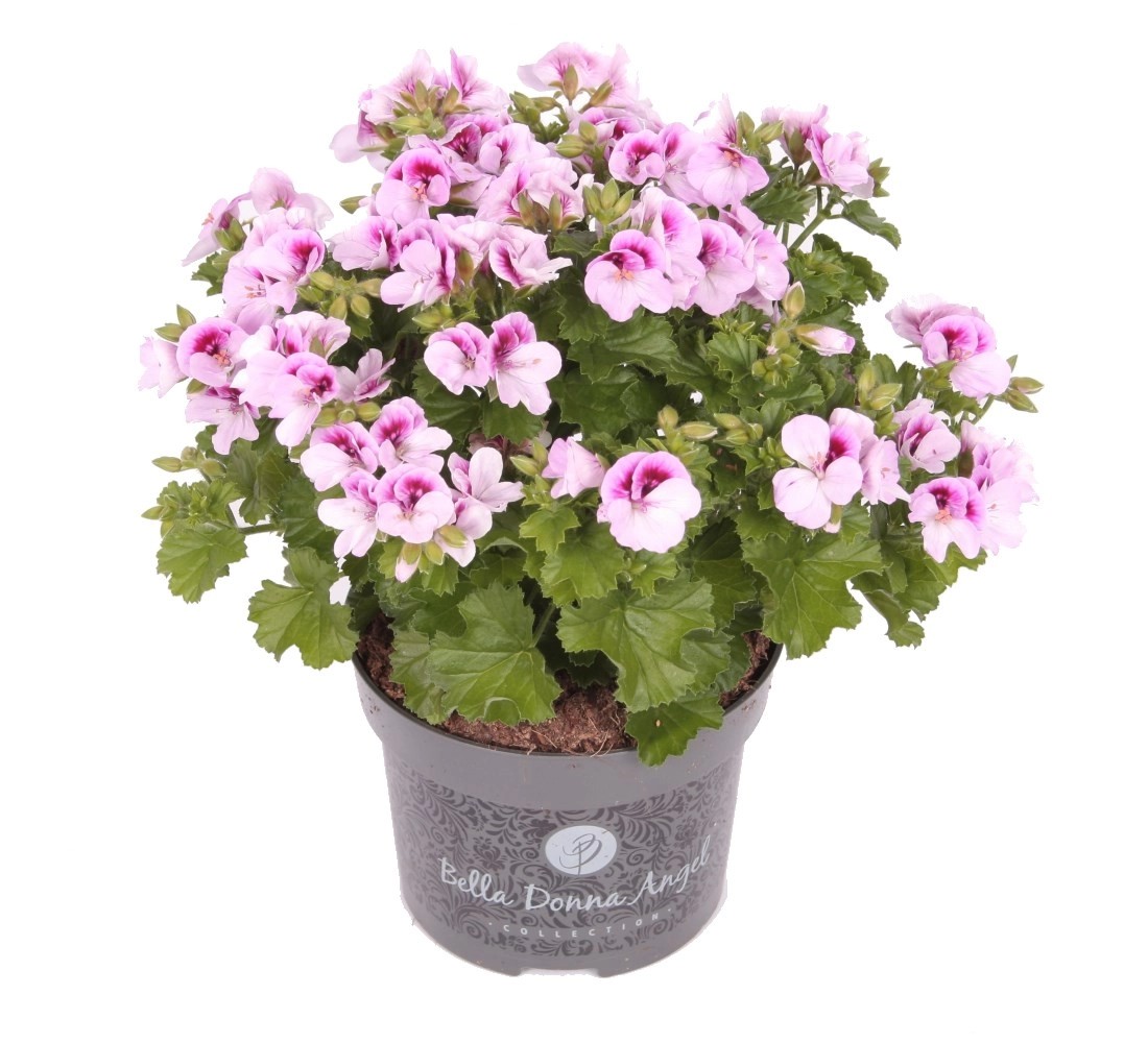 Pelargonia Bella Donna Angel wys. 12 cm kupuj w OBI