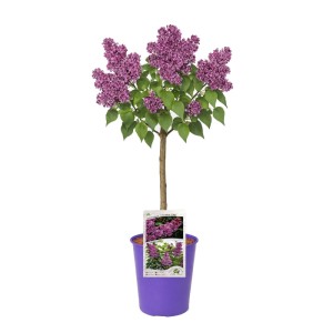 Lilaki szczepione na pniu - don. 4 l