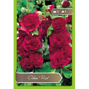 Malwa Alcea Red: Czerwono kwitnące, pełne kwiaty na łodydze. Idealna do wiejskich ogrodów.