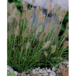 Zbliżenie cebulek kwiatowych t.b.t. z zielonymi łodygami i brązowymi kwiatostanami.