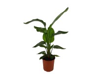 Strelicja biała (Strelitzia Nicolai) - don. 21 cm