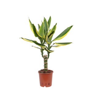 Dracena (Dracena) w doniczce z zielono-żółtymi liśćmi.