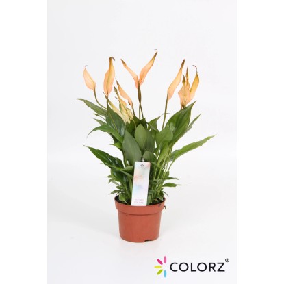 Skrzydłokwiat UltimoColors (Spathiphyllum)