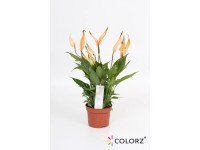 Skrzydłokwiat UltimoColors (Spathiphyllum)