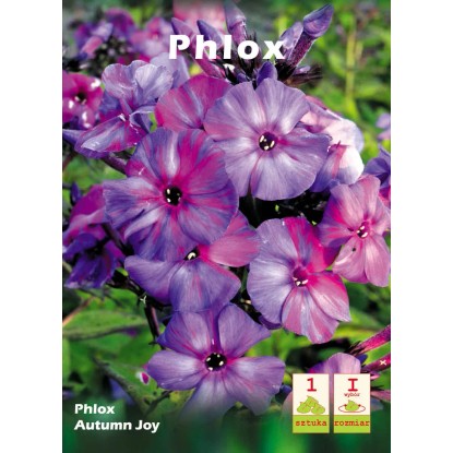 Phlox Autumn Joy 1 szt.