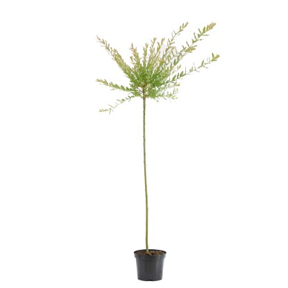 Wierzba japońska Hakuro Nishiki  (Salix integra)