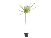 Wierzba japońska Hakuro Nishiki  (Salix integra)