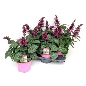Szałwia ozdobna 'Rockin Fuchsia', wys. ok. 35 cm, w różowych doniczkach.