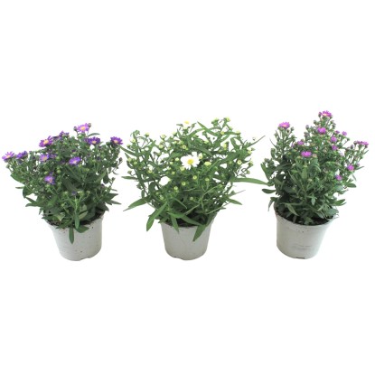 Aster starletta mix don. 12 cm
