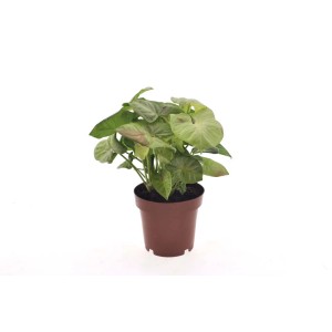 Roślina doniczkowa t.b.t. w brązowej doniczce, zielone liście.