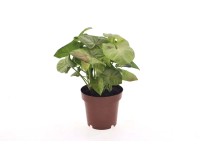 Syngonium Milk Konfetti - don. 12 cm