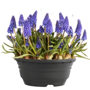 Szafirki w doniczce: Niebieskie kwiaty Rośliny cebulkowe i bulwiaste.