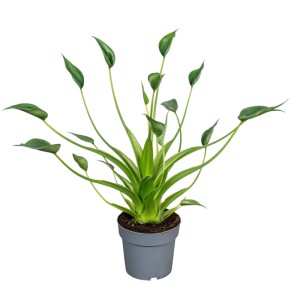 Alokazja Tiny Dancer (Alocasia Tiny Dancer) don. 14 cm