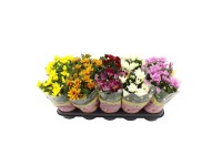 Chryzantema ogrodowa (Chrysanthemum) mix don. 12 cm