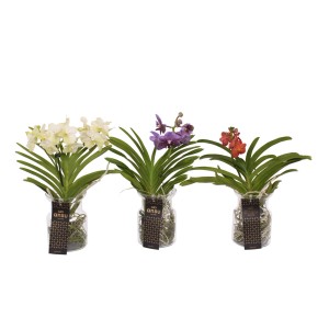 Trzy t.b.t. orchidee w kolorze białym, fioletowym i czerwonym w szklanych doniczkach.