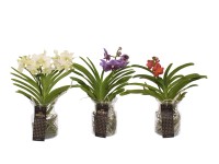 Storczyk Vanda mix - wys. 60 cm