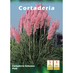 Zbliżenie na różową trawę pampasową (Cortaderia selloana Pink).