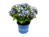 Hortensja Royalty Collection 5-8 kwiatów (Hydrangea) don. 3,5 l