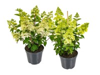 Hydrangea Paniculata mix 70-75 cm