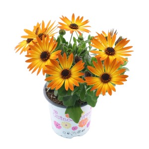 Osteospermum w doniczce z pomarańczowymi kwiatami. Kwitnąca roślina na rabaty i balkony.