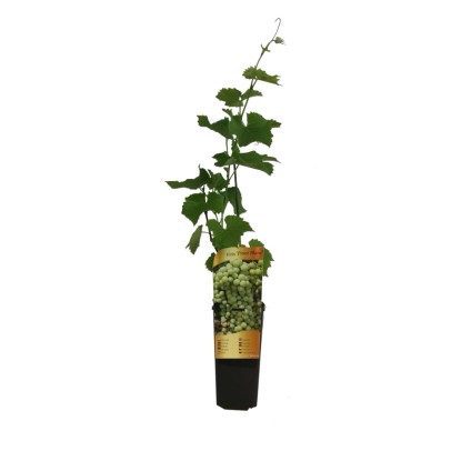Winorośl (Vitis) don. 2 l