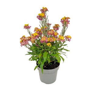 Kolorowa roślina kwitnąca t.b.t. w doniczce, idealna na rabaty i balkony.