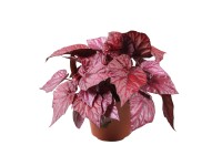 Begonia (Begonia) Inca Flame - don. 12 cm
