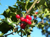 Ostrokrzew kolczasty  (Ilex aquifolium)