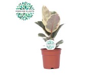 Fikus (Ficus Elastica) mix - don. 17 cm