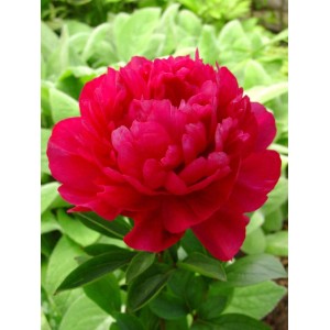 Jaskrawoczerwona piwonia w ogrodzie, ozdoba każdej rabaty kwiatowej.