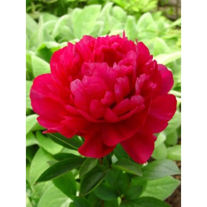 Piwonia (Paeonia Kansas)