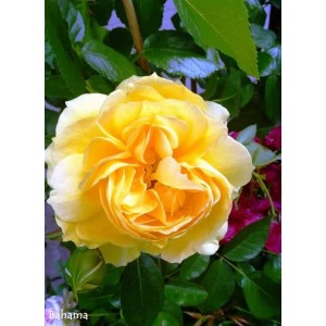 Żółta róża rabatowa z zielonymi liśćmi. Róża krzewiasta w ogrodzie.