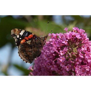 Motyl na różowym kwiecie nieznanej rośliny doniczkowej.
