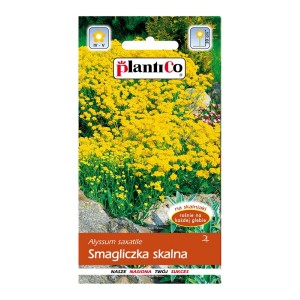 Opakowanie nasion smagliczki skalnej (Alyssum saxatile) z żółtymi kwiatami.