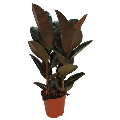 Figowiec (Ficus Elastica) mix 3 pędy - don. 27 cm