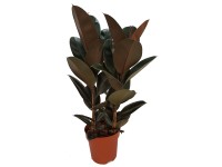 Figowiec (Ficus Elastica) mix 3 pędy - don. 27 cm