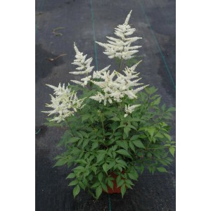 Astilbe 't.b.t.' z białymi kwiatostanami w doniczce, roślina kwitnąca do ogrodu.