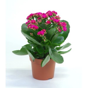Kalanchoe (Żyworódka) z różowymi kwiatami w doniczce.