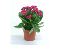 Żyworódka pełna (Kalanchoe sp.) purpura - don. 12 cm