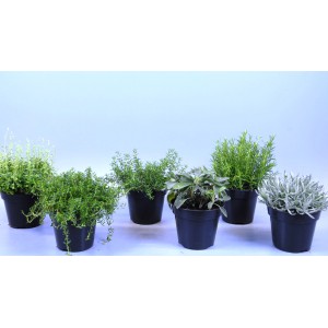 Różne zioła kulinarne w doniczkach, np. tymianek, rozmaryn i szałwia.