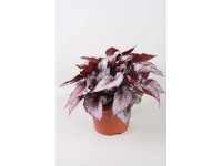 Begonia (Begonia) Maori Haze - don. 17 cm