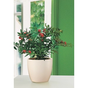 Osłonka Scheurich 920, Ø 19 cm, kremowa, z Solanum w pomieszczeniu.