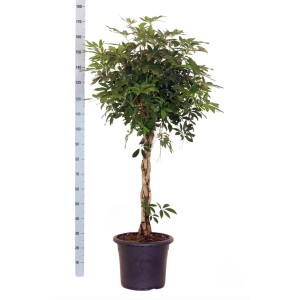 Aralia (Schefflera) jako drzewko w doniczce, wysokość ok. 180 cm.