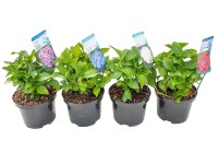 Hortensja ogrodowa (Hydrangea macrophylla) don. 17 cm