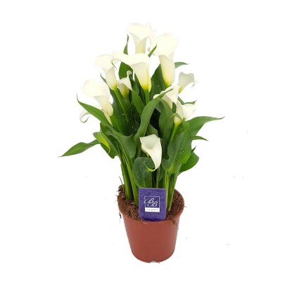 Kalia (Zantedeschia  Arons) wys. 35-45 cm don. 14 cm mix