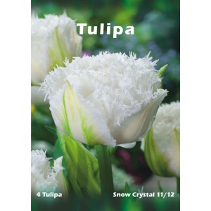 Biały, fryzowany tulipan "Snow Crystal", zbliżenie kwiatu. Cebulki kwiatowe do ogrodu.