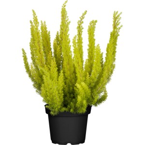 Wrzosiec drzewiasty Erica arborea w doniczce, zielona roślina doniczkowa na rabaty i balkony.