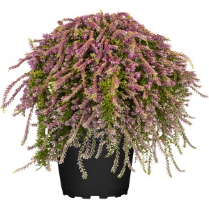 Wiszący, różowy wrzos pączkowy Nelly w doniczce. Mrozoodporna Calluna na balkon i do ogrodu.