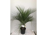 Palma dżemowa - wys. 175-200 cm