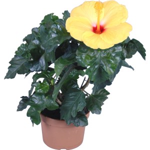 Żółty hibiskus (Hibiscus rosa-sinensis) w doniczce, egzotyczna roślina kwitnąca.